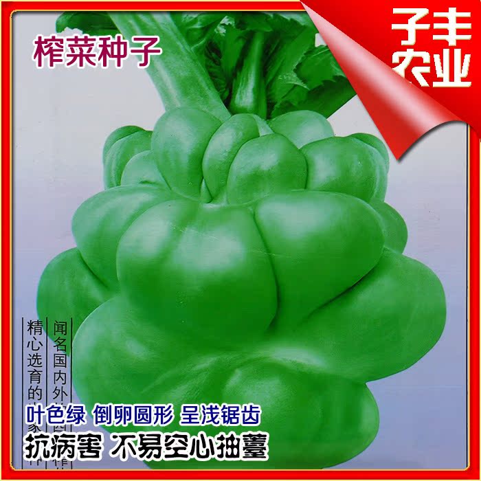 种都榨菜种子春秋盆栽高产青菜头种子四川榨菜泡菜蔬菜种子品质佳
