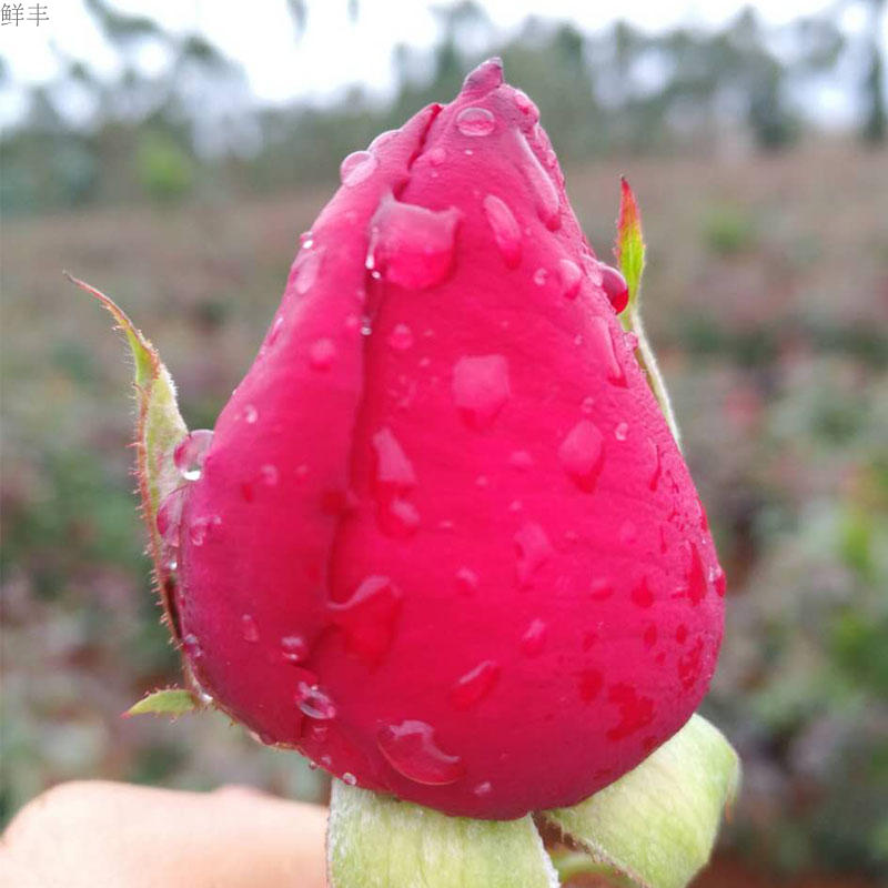 云南新鲜食用玫瑰花苞墨红玫瑰花骨朵花蕾鲜花可做酵素酱醋茶4斤