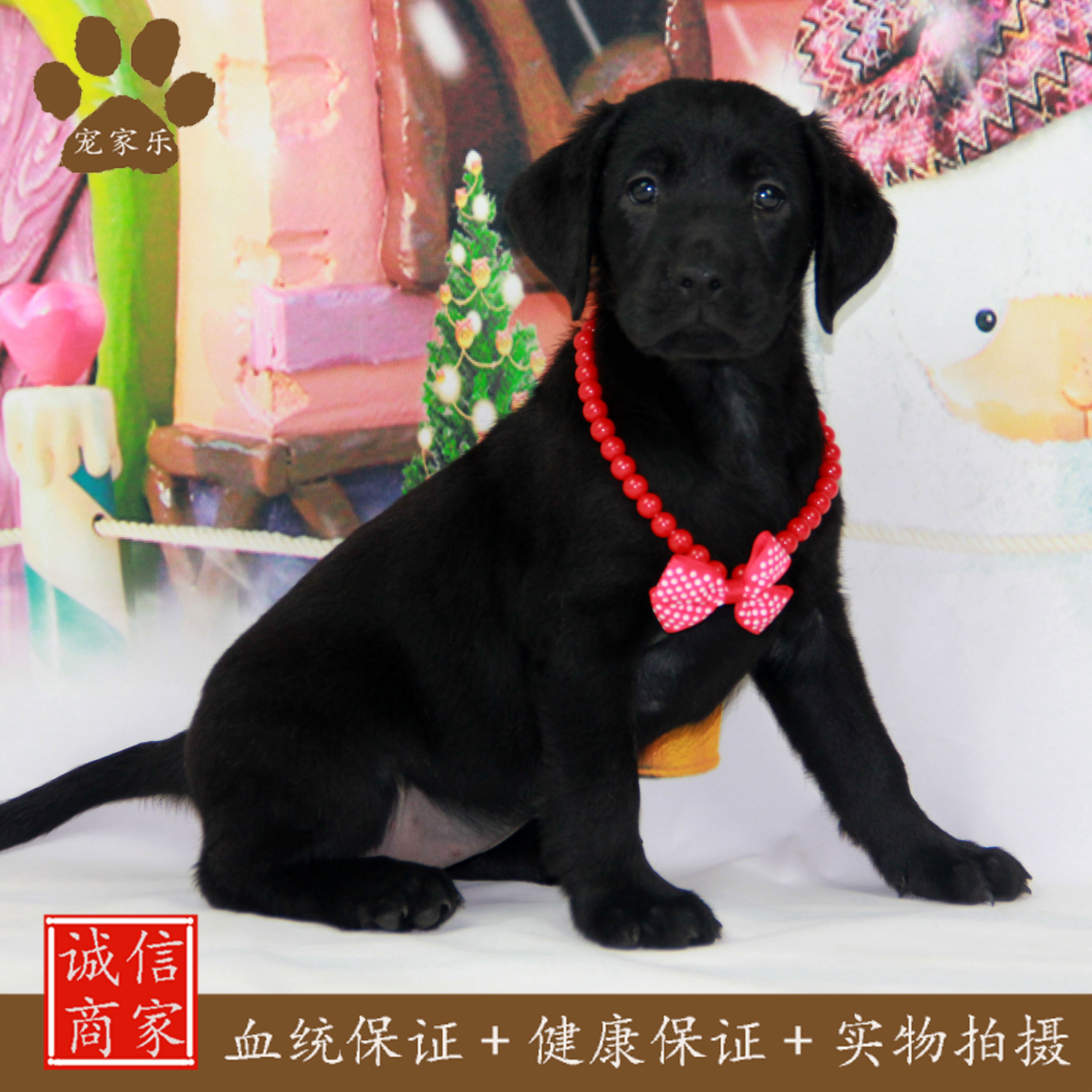 卡斯罗幼犬出售 中型犬 短毛纯种卡斯罗 活体宠物狗 赛级正品包邮