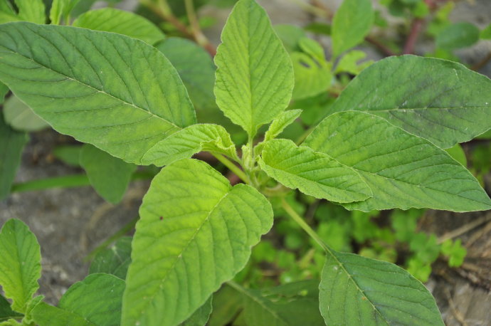 2017当季新鲜野苋菜 农家绿色青野苋菜野生银银菜 现卖现挖保新鲜