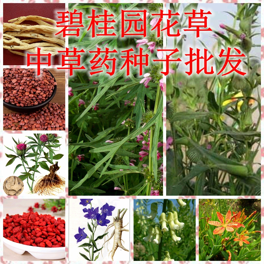 批发中草药种子 党参种子板蓝根种子 甘草种子 蓖麻种子 枸杞种子