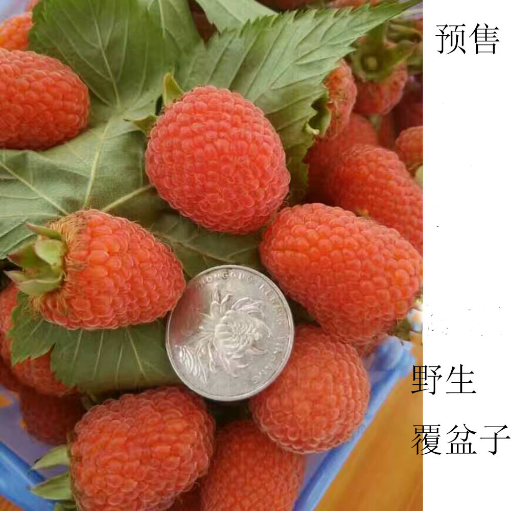 预卖野生覆盆子 新鲜三月泡 树莓 非空心泡稀有水果非树苗半斤装
