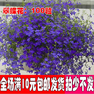 10包邮花种子翠蝶花花半边莲 六倍利 吊兰花卉种 阳台200粒