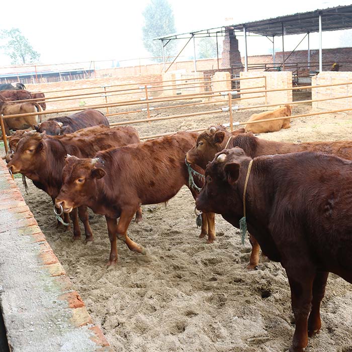 陕西兴平畜牧养殖肉牛土牛秦川牛育成牛肉牛犊出售牛活体定金
