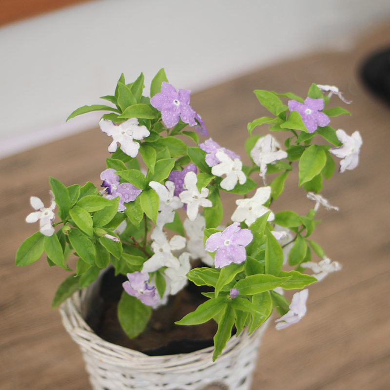 双色重瓣茉莉花盆栽花卉观花植物办公室内阳台桌面植物带花发货