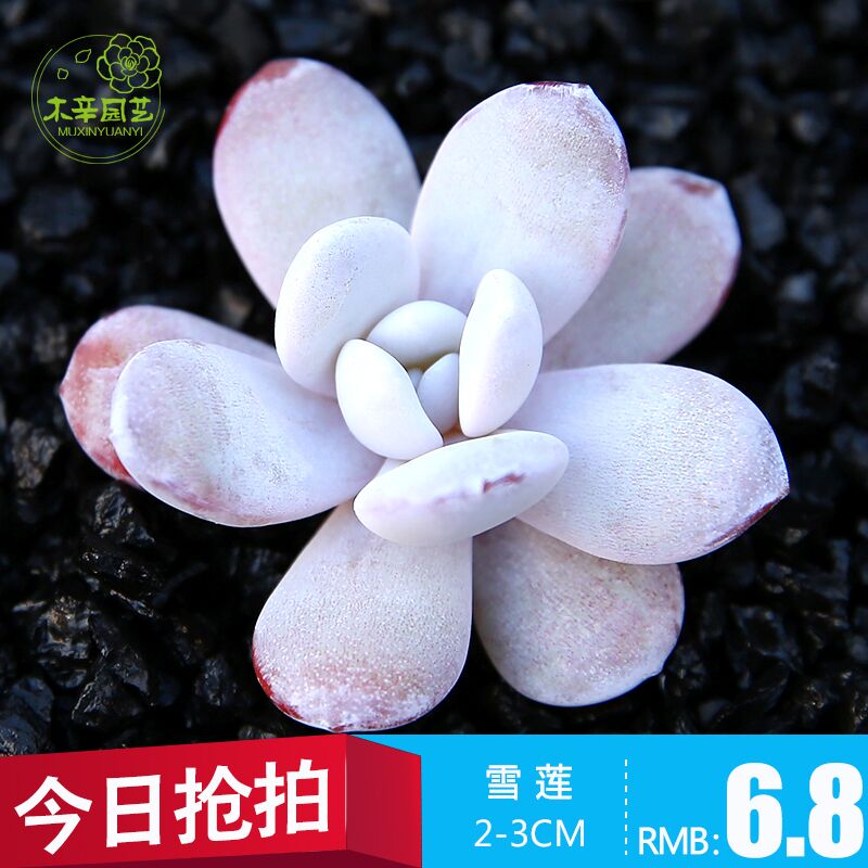 木辛 雪莲 多肉植物 花卉绿植盆栽办公防辐射大棚 多肉 满额包邮