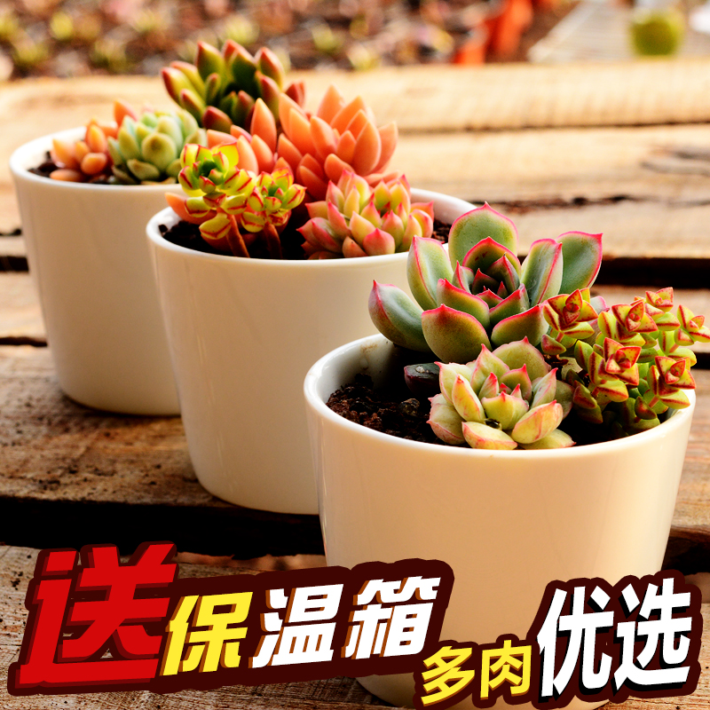 卉悦优选多肉生石花雪莲铭月桃美人多肉植物组合盆栽肉肉植物