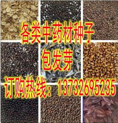 中药材板蓝根桔梗党参黄芩柴胡白术黄芪红花射干大黄丹参种子批发