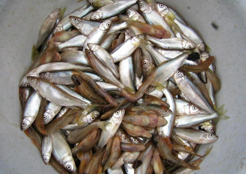 湖南益阳洞庭湖特产沅江万子湖银刁翘白刁白条鱼刁子鱼淡水鱼河鲜