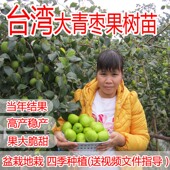 台湾大青枣树苗密丝枣嫁接果树苗水果苗盆栽地栽当年结果南方种植