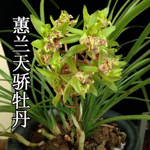 【兰花天骄牡丹】大气兰花苗蕙兰奇花天骄牡丹浓香型绿植盆栽花卉