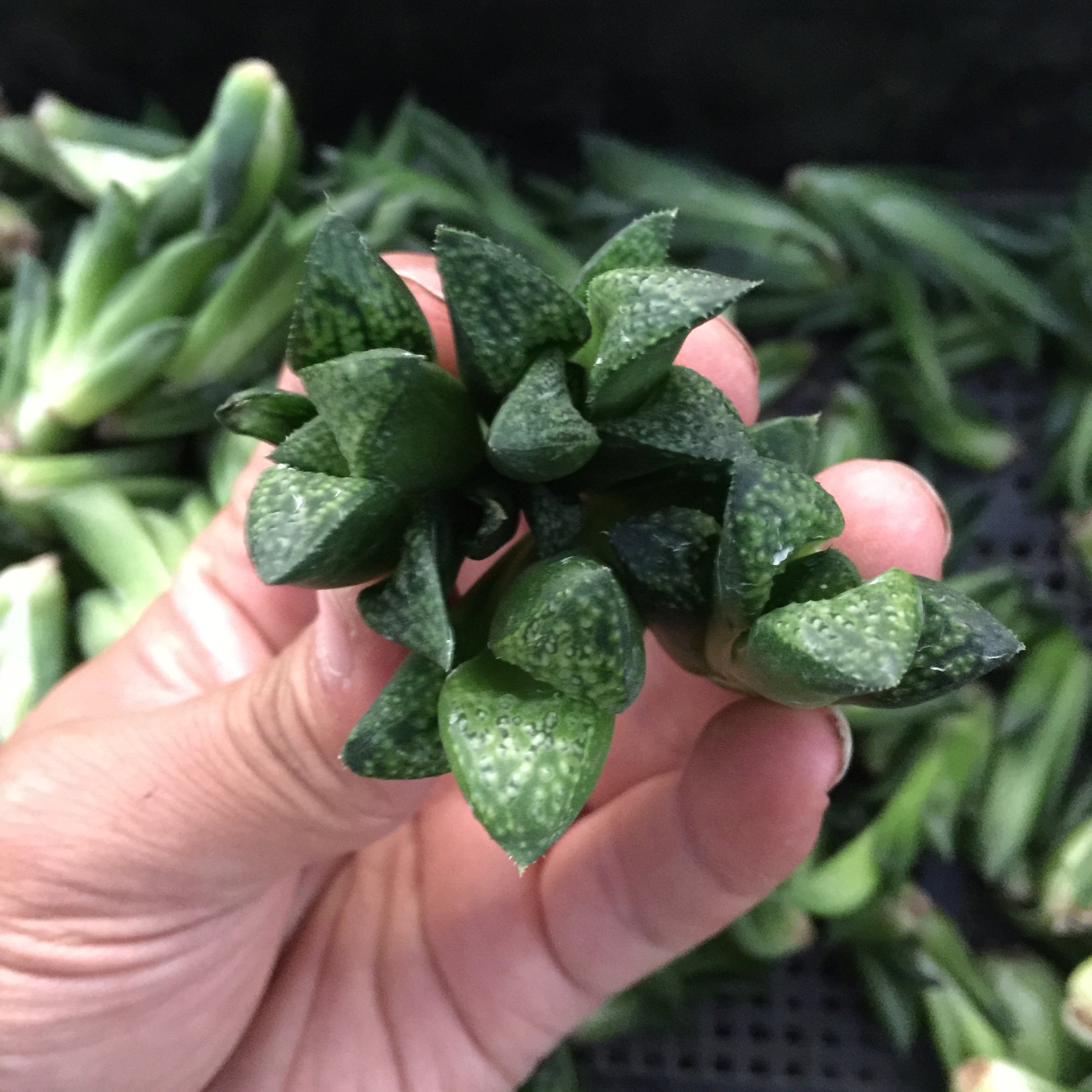 鲍勃红 bob"s red 青蟹寿 组培苗 一物一拍 十二卷 多肉植物 铭品