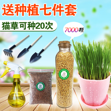 土培送猫薄荷 猫草种子猫零食猫咪助消化去毛球天然猫草盆种植套装
