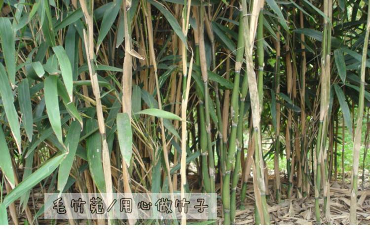 实心竹种苗 箭竹苗 湖南珍稀竹子 美味甜笋竹小苗大苗