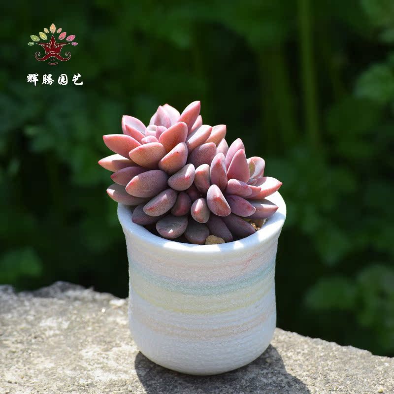 紫心 小群生 紫色系多肉植物室内绿植盆栽 多肉组合盆景 辉腾园艺