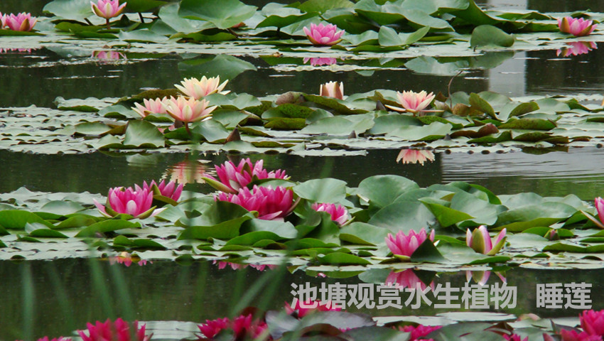 池塘水池 大睡莲睡莲根块 水培植物 睡莲花 大睡莲根块