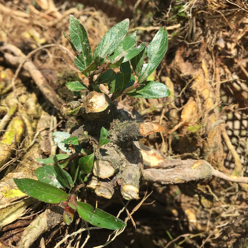 水杨梅根 新鲜水石榴白消木水益母根地椒路边黄南布正根蓝庄