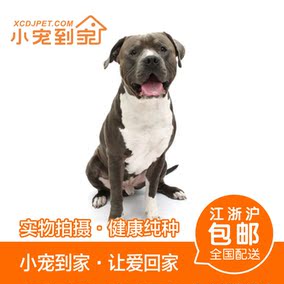 小宠到家出售纯种双血统赛级美国比特犬美国恶霸幼犬猛犬斗狗猎犬