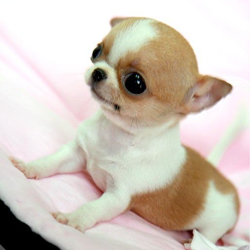 北京犬舍出售纯种茶杯体吉娃娃幼犬 微小棕黄色宠物狗活体 可空运