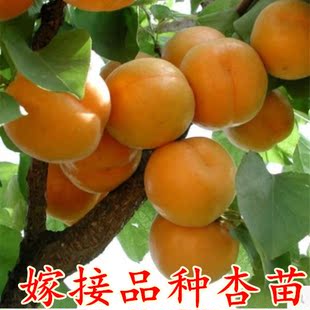 ũֱ Ϸֲ ӹľ 