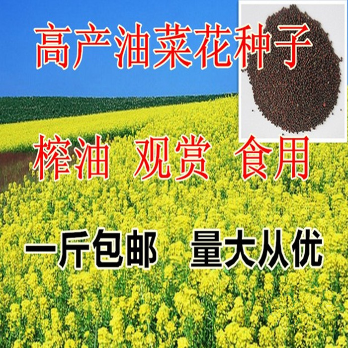 油菜籽牧草种子观赏油菜花种子 榨油油菜籽北方耐寒四季种植