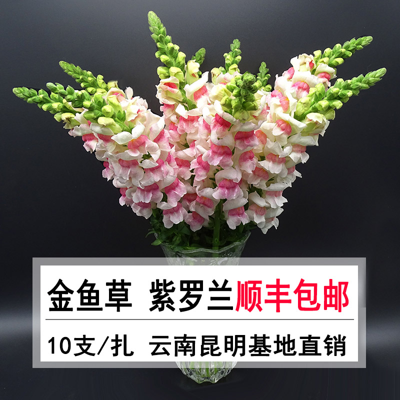 昆明鲜切花扶郎花太阳花非洲菊批发全国鲜花速递20支