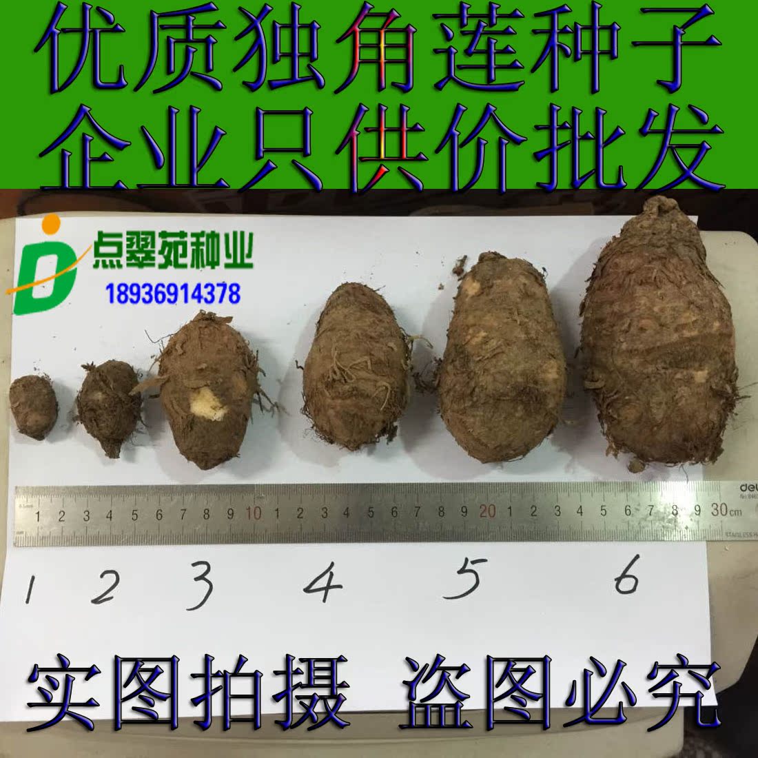 新采收独角莲种子 旱八角 天南星多年生种子一斤只要28