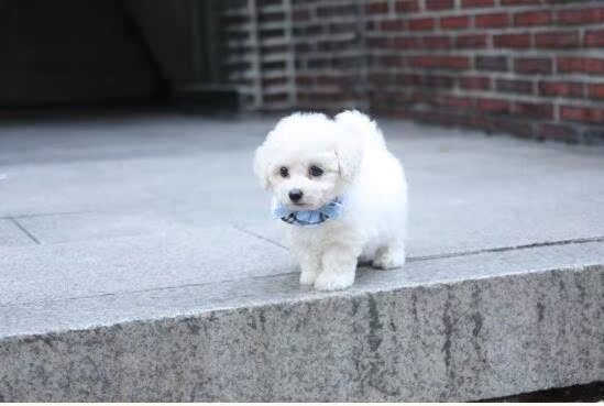 长不大比熊犬 比熊幼犬出售 纯种小型犬宠物狗 法系卷毛比熊犬