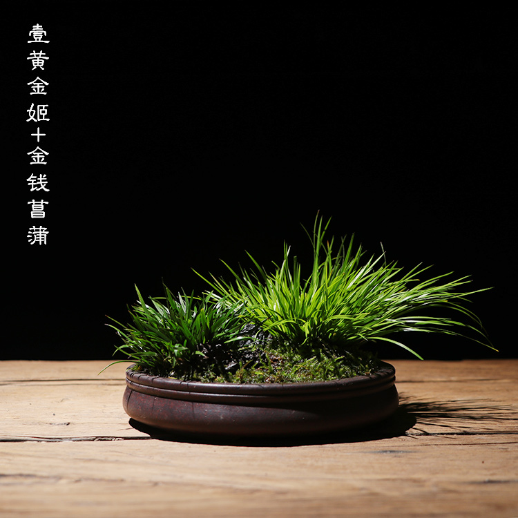 植觉intuition 推荐 客厅绿植摆件 菖蒲盆景 【蒲园】