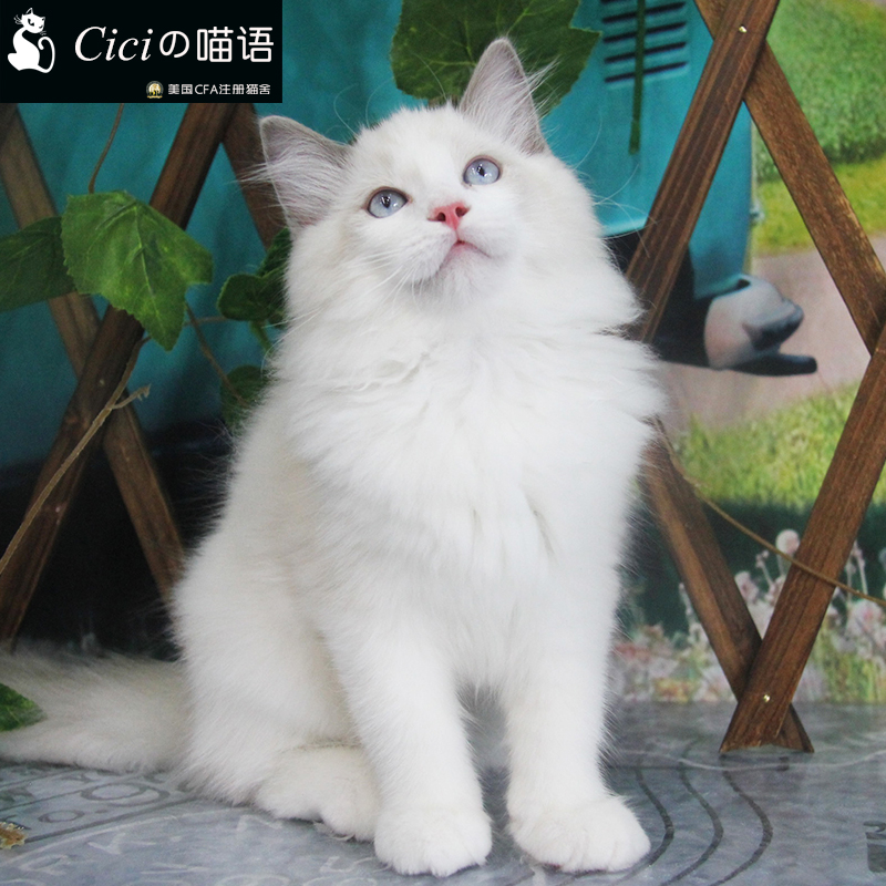 布偶猫双色布偶猫流星海豹布偶猫蓝眼睛猫舍出售