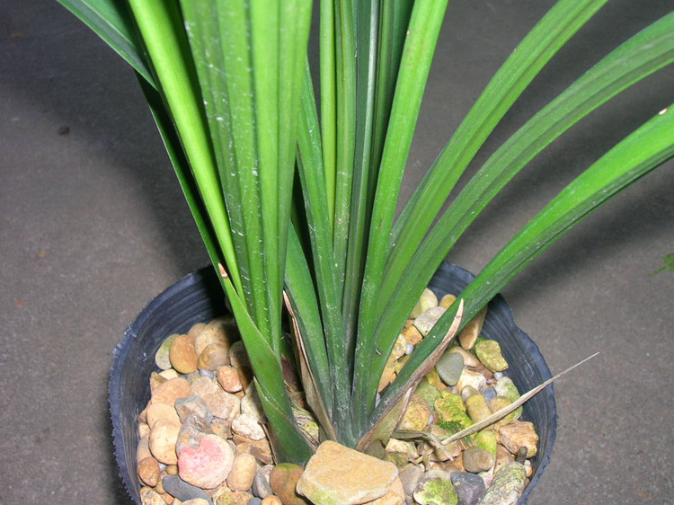 室内盆栽兰花苗 墨兰花苗 企黑墨兰苗 花芽多 赏叶观花绿色植物苗