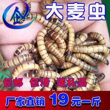 包邮 大麦虫活体超级面包虫黄粉虫包龙鱼饲料鸟食宠物粮食500克