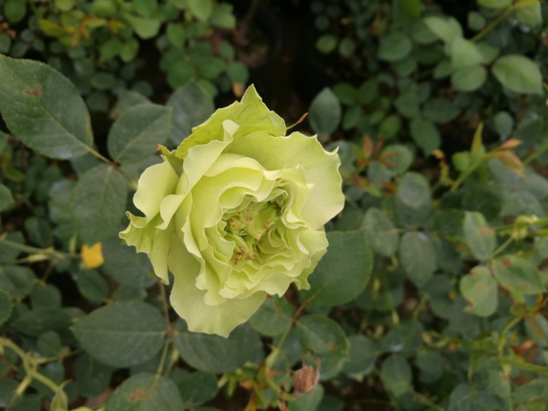 欧洲月季绿心绿色花朵四季开花月季玫瑰绿植花卉爬藤蔷薇包邮