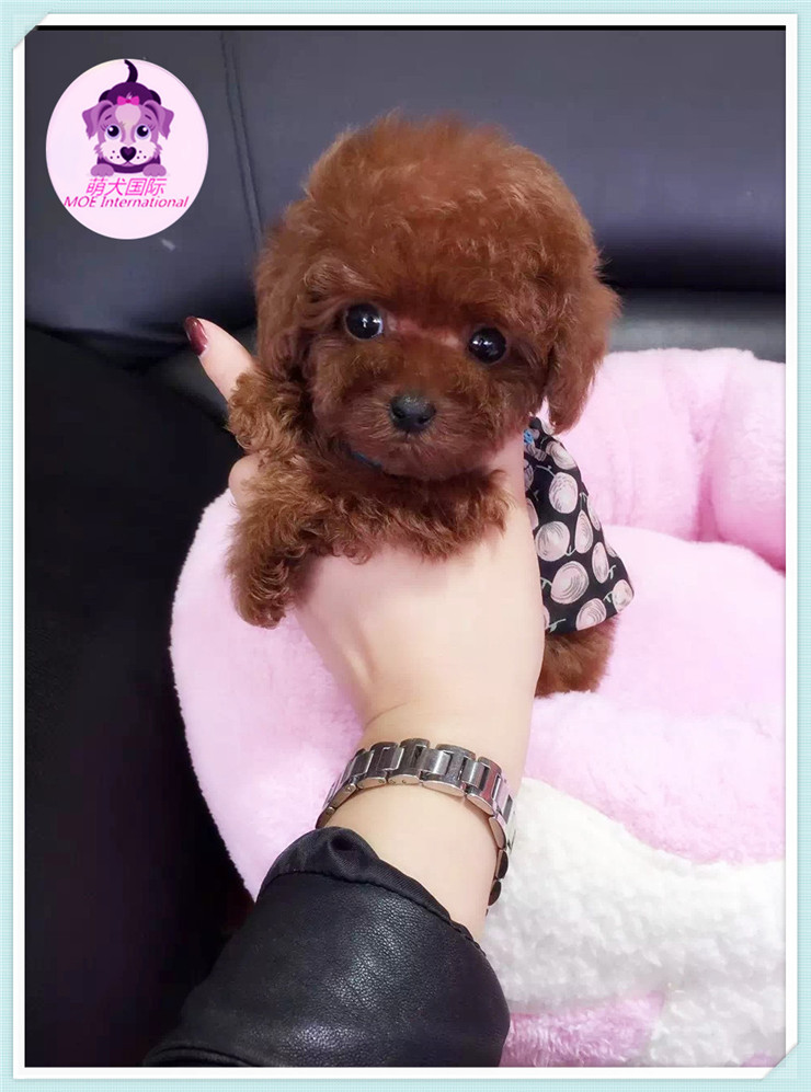 纯种泰迪幼犬玩具型茶杯犬泰迪贵宾迷你小型犬长不大活体宠物狗狗