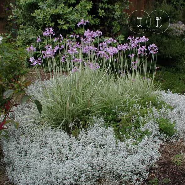 【紫娇花】石蒜庭院花卉植物 树苗 南方 北方耐寒阳台