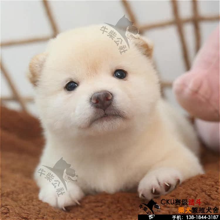 白柴 白色柴犬活体 柴犬幼犬活体 纯正日系宠物狗狗 纯种日本柴犬