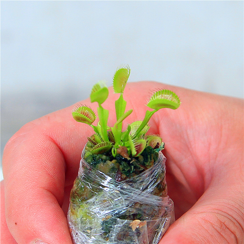 捕蝇草巨夹品种盆栽苗食虫植物驱蚊草驱蚊多肉植物猪笼草绿植花卉