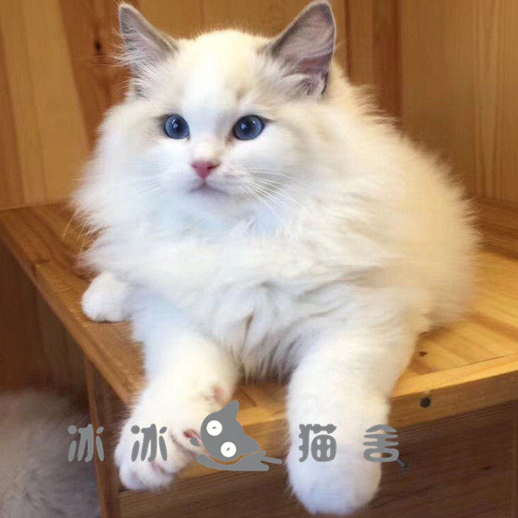 布偶猫幼猫活体纯种双色山猫纹布偶幼崽蓝眼宠物猫猫舍出售包邮