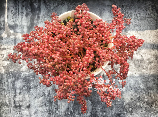 露镜 日系多肉植物日本多肉水培绿植水滴形肉肉