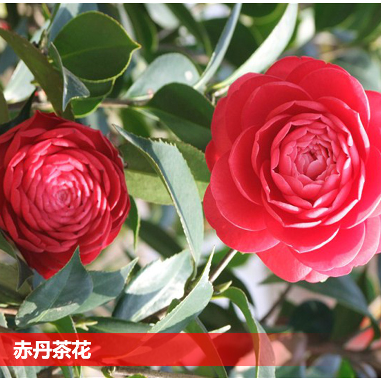 茶花苗 带花苞 盆栽 香水茶花树苗赤丹茶花苗树苗 南北方种植