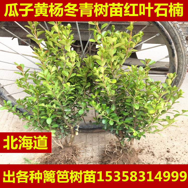 小叶女贞造型盆景树桩球形树苗庭院别墅绿化植物小区绿化苗木包邮