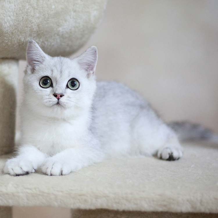 家养纯种英短银渐层 英国短毛猫 可爱萌宠 幼猫宠物猫咪活体
