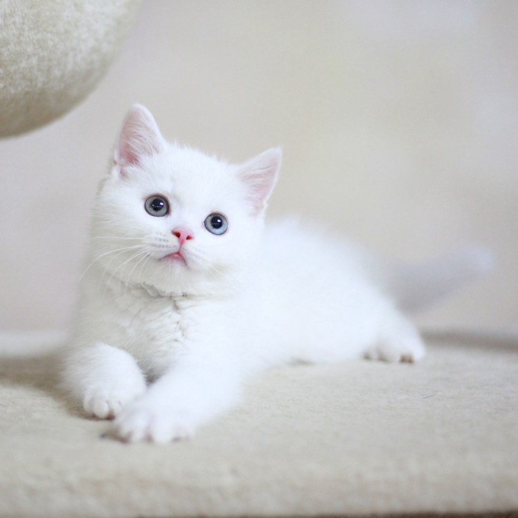 纯种英国短毛猫异瞳鸳鸯眼英短纯白宠物猫咪活体 家养