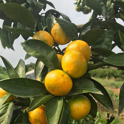 正品苗圃直发 由良蜜桔 特早蜜桔 早熟 柑橘苗 果树苗 南方种植