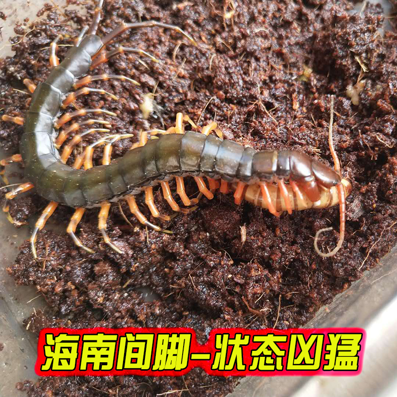 蜈蚣活体 宠物蜈蚣泰国红龙蜈蚣越南巨人蜈蚣海南间脚蜈蚣送套餐