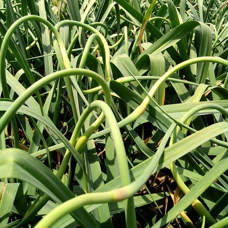 正品[蒜头老银]三多九如老银收藏网评测 2015老