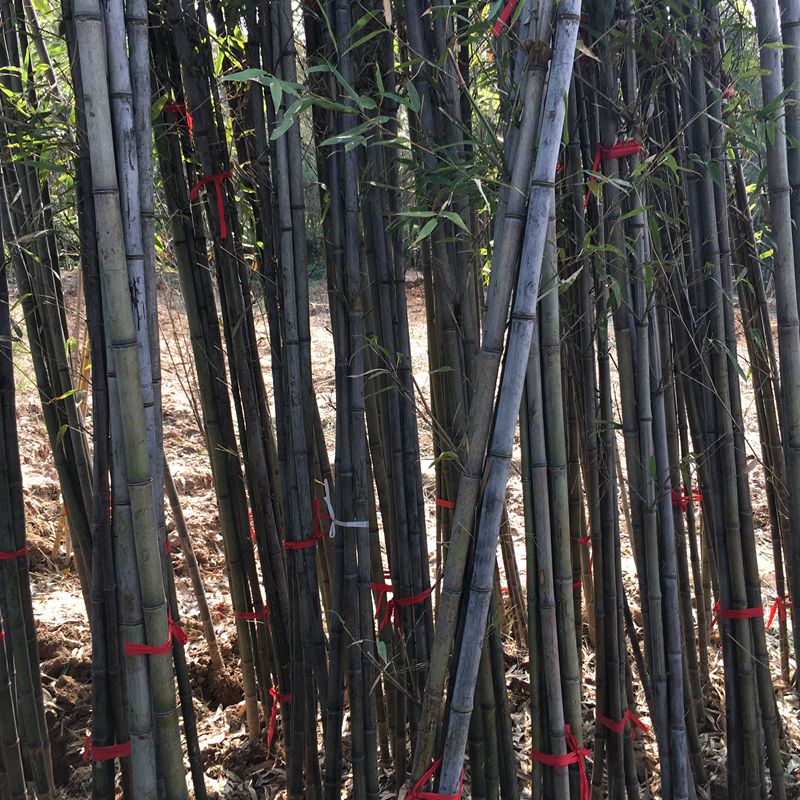 室内精品绿植龙须树盆栽多头龙血树 七彩铁盆栽五彩千年木马尾铁