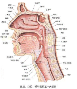 进口鼻腔解剖模型 鼻子模型 口腔医学 耳鼻喉科模型 人体鼻腔模型