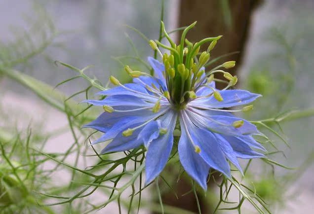 牙买加勿忘我/紫水晶属 进口花种子 天蓝色 花朵浓密 花境花卉