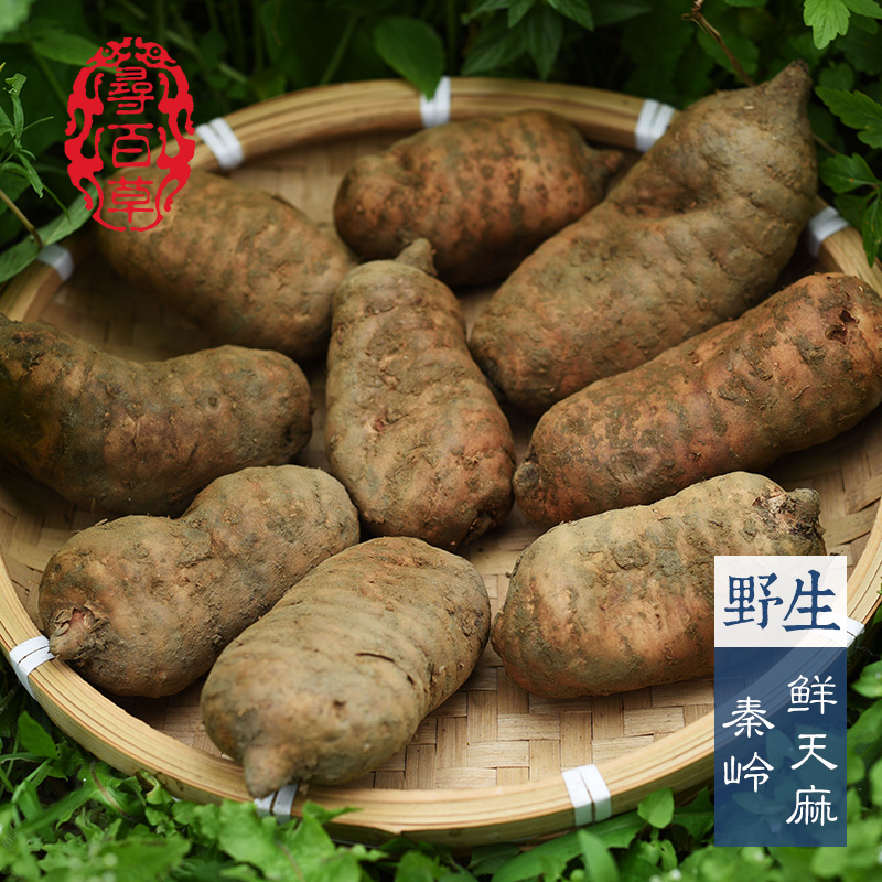寻百草野生新鲜天麻中药材鲜天麻炖汤2016年生天麻500克包邮